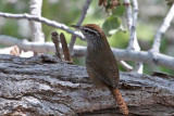 IMG_1840 Sinaloa Wren.jpg