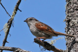 IMG_6113 Swamp Sparrow.jpg