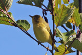 IMG_8873 Yellow Warbler imm female.jpg