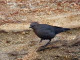 IMG_3336a Brewers Blackbird.jpg