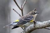 IMG_6222a Yellow-rumped Warbler female.jpg