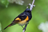 IMG_6665a American Redstart male.jpg