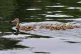 IMG_9321a Mallards.jpg