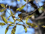 IMG_9663 Crescent-chested Warbler.jpg