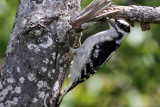 IMG_1656a Downy Woodpecker.jpg