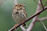 IMG_7199a Savannah Sparrow.jpg