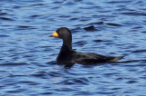 IMG_8563a Black Scoter.jpg