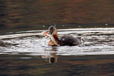 IMG_8400a Pied-billed Grebe.jpg