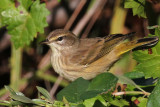 IMG_0572a Palm Warbler.jpg