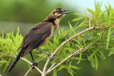 IMG_9439a Boat-tailed Grackle imm.jpg