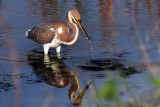 IMG_9943a Tri-colored Heron imm.jpg