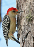 IMG_5591b Red-bellied Woodpecker.jpg