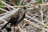 IMG_9447a Boat-tailed Grackle female.jpg