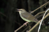 IMG_6978a Swainsons Warbler.jpg