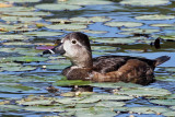 IMG_3565a Ring-necked Duck.jpg