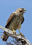 IMG_4294a Red-shouldered Hawk immature.jpg