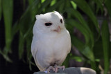 IMG_7540a Eastern Screech Owl.jpg