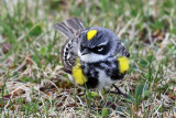 IMG_3261a Yellow-rumped Warbler.jpg