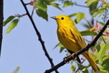 IMG_4803a Yellow Warbler.jpg