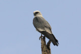 IMG_6967a Mississippi Kite.jpg