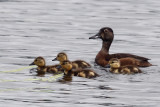 IMG_0937a Ring-necked Duck.jpg