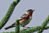 IMG_1874a Bay-breasted Warbler.jpg