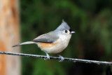 IMG_7300a Tufted Titmouse.jpg