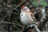 IMG_8831a American Tree Sparrow.jpg