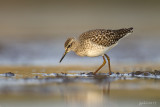 Bosruiter/Wood sandpiper