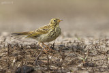 Graspieper/Meadow pipit