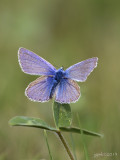 Icarusblauwtje/Polyommatus icarus