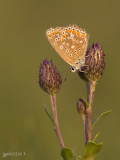 Icarusblauwtje/Polyommatus icarus