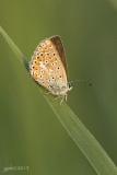 Icarusblauwtje/Polyommatus icarus