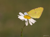 Oranje luzernevlinder/Colias croceus