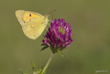 Oranje luzernevlinder/Colias croceus