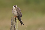 Roodpootvalk/Red-footed falcon