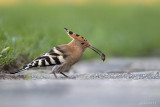 Hop/Eurasian hoopoe