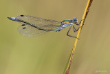 Tangpantserjuffer/Lestes dryas ♂