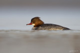 Grote zaagbek/Common merganser