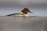 Grote zaagbek/Common merganser