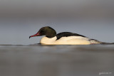 Grote zaagbek/Common merganser