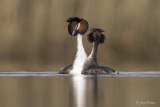 Fuut/Great crested crebe