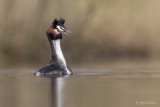 Fuut/Great crested crebe