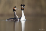 Fuut/Great crested crebe