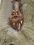 Bosuil/Tawny owl