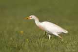 Koereiger/Western cattle egret