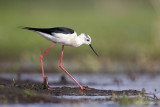 Steltkluut\Black-winged stilt