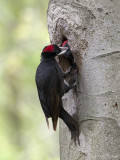 Zwarte specht/Black woodpecker