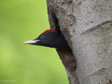 Zwarte specht/Black woodpecker