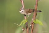 Grasmus/Whitethroat